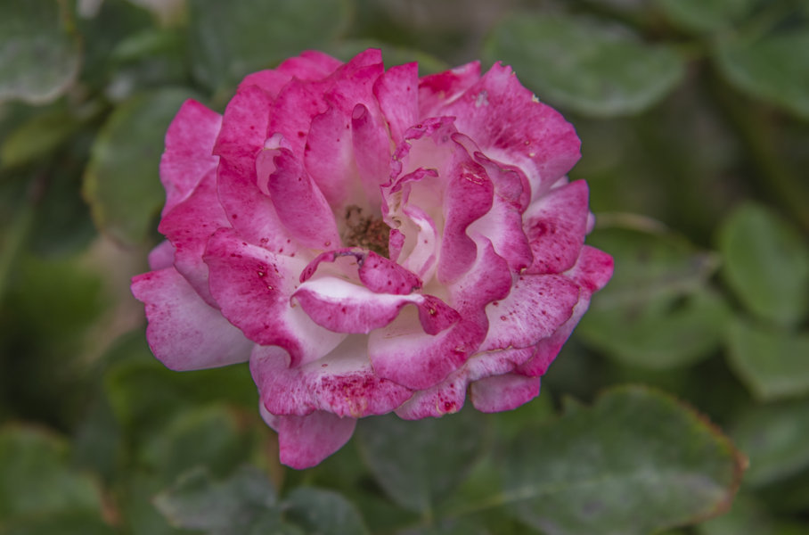 Rosa rosa - La Rioja - España